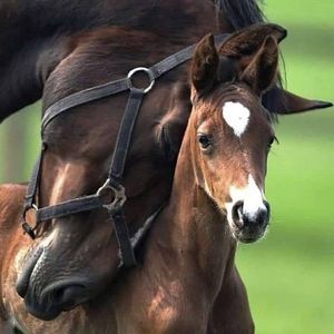 Meet your Posher, Barbara